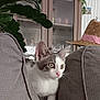 cabinet, cat, couch, cozy, curious, cute, domestic, ears, furniture, gray, hat, houseplant, indoors, kitten, living_room, paw, pet, plant, straw_hat, whiskers