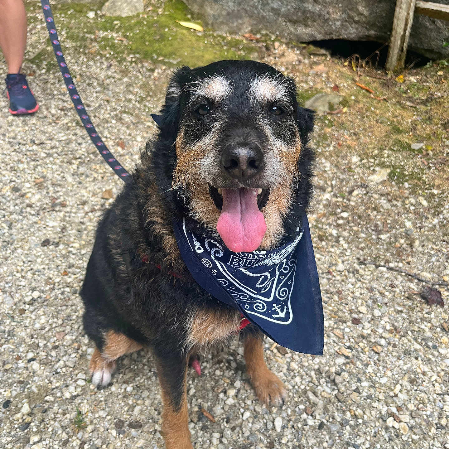 Silas joined the competition — help win amazing prizes! accessories, animal, bandana, canine, clothing, dog, footwear, headband, jewelry, leash, necklace, pebble, person, pet, puppy, rock, shoe, slate, strap, sunglasses