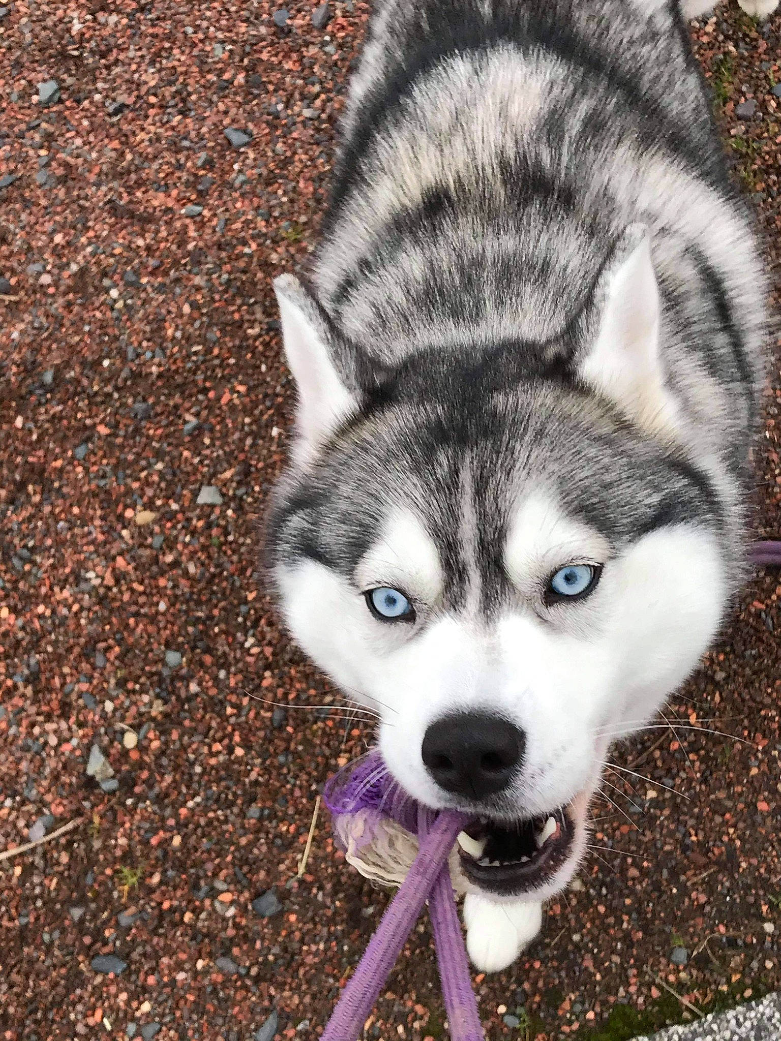 Huska a rejoint le concours — aidez-le/la à gagner de superbes lots ! alaskan_klee_kai, alaskan_malamute, canadian_eskimo_dog, canidae, carnivore, dog, dog_breed, mammal, miniature_siberian_husky, northern_inuit_dog, saarloos_wolfdog, sakhalin_husky, seppala_siberian_sleddog, siberian_husky, sled_dog, snout, tamaskan_dog, vertebrate, wolfdog, working_dog