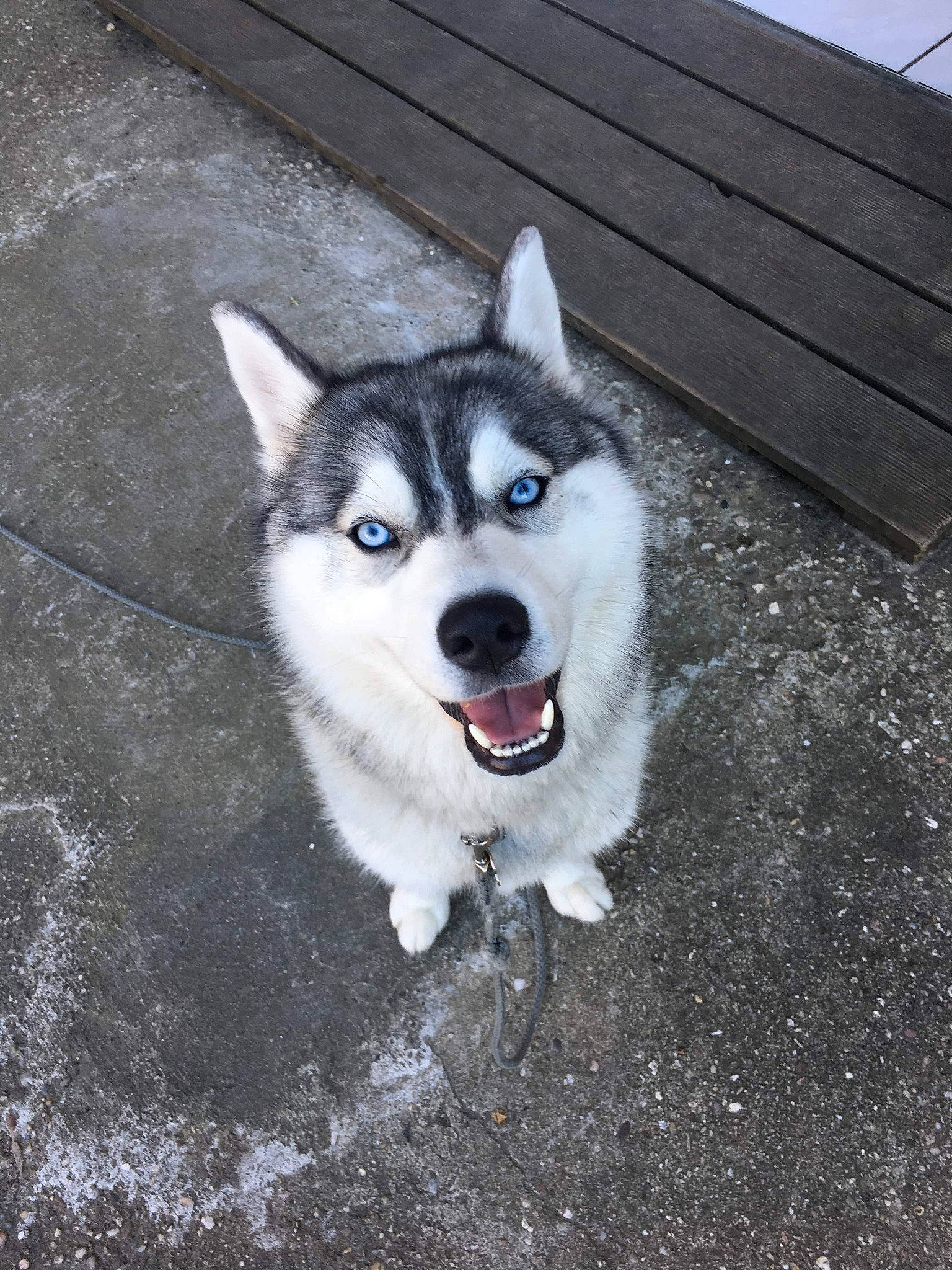 Huska participe au concours pour gagner de l'argent avec cette photo : alaskan_klee_kai, alaskan_malamute, canadian_eskimo_dog, canidae, carnivore, dog, dog_breed, east_siberian_laika, greenland_dog, jamthund, mammal, miniature_siberian_husky, native_american_indian_dog, northern_inuit_dog, sakhalin_husky, seppala_siberian_sleddog, siberian_husky, sled_dog, vertebrate, wolfdog