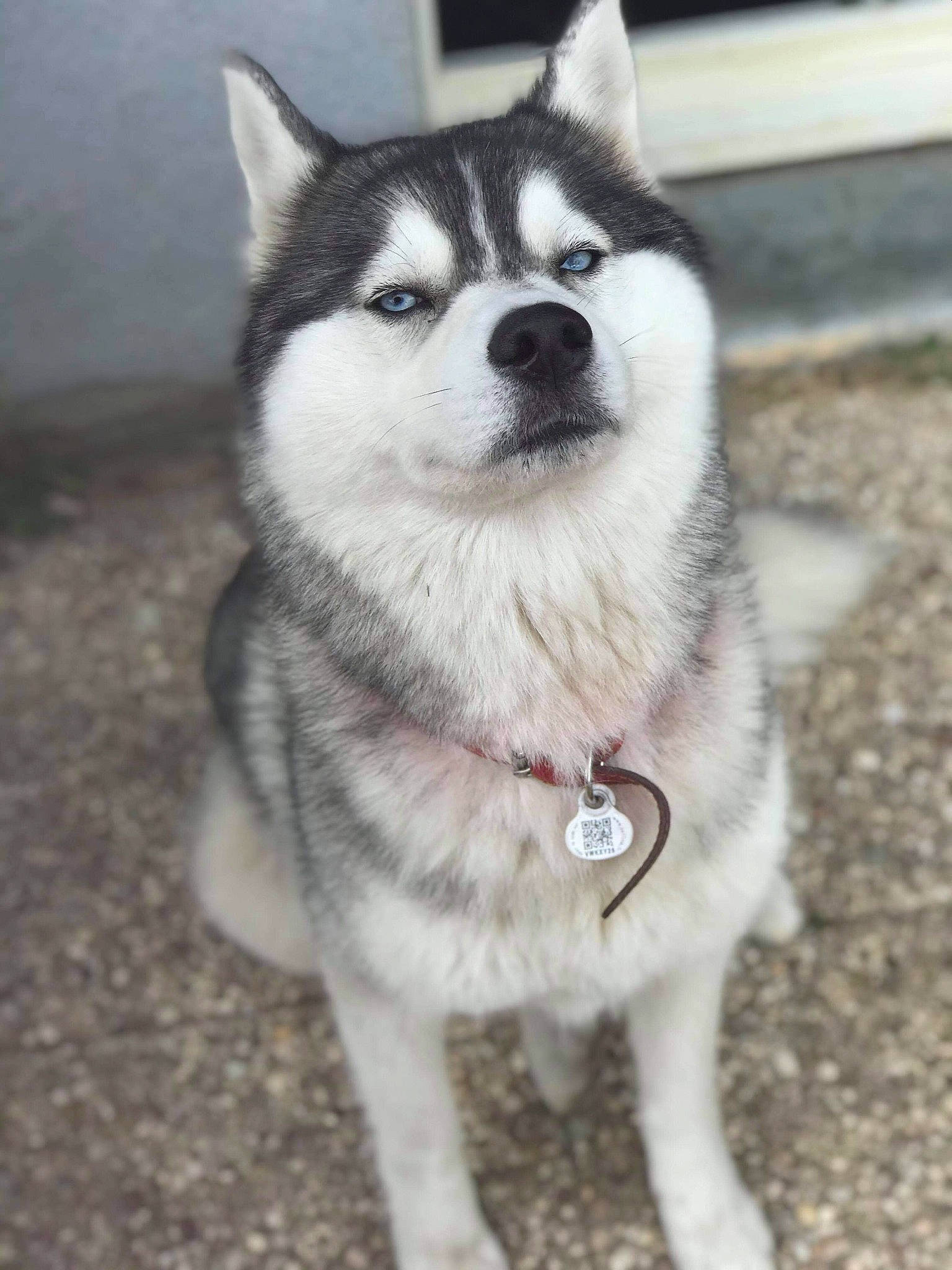 Huska participe au concours pour gagner de l'argent avec cette photo : alaskan_klee_kai, alaskan_malamute, ancient_dog_breeds, canadian_eskimo_dog, canidae, carnivore, dog, dog_breed, east_siberian_laika, greenland_dog, jamthund, mammal, miniature_siberian_husky, sakhalin_husky, seppala_siberian_sleddog, siberian_husky, sled_dog, vertebrate, wolfdog, working_dog