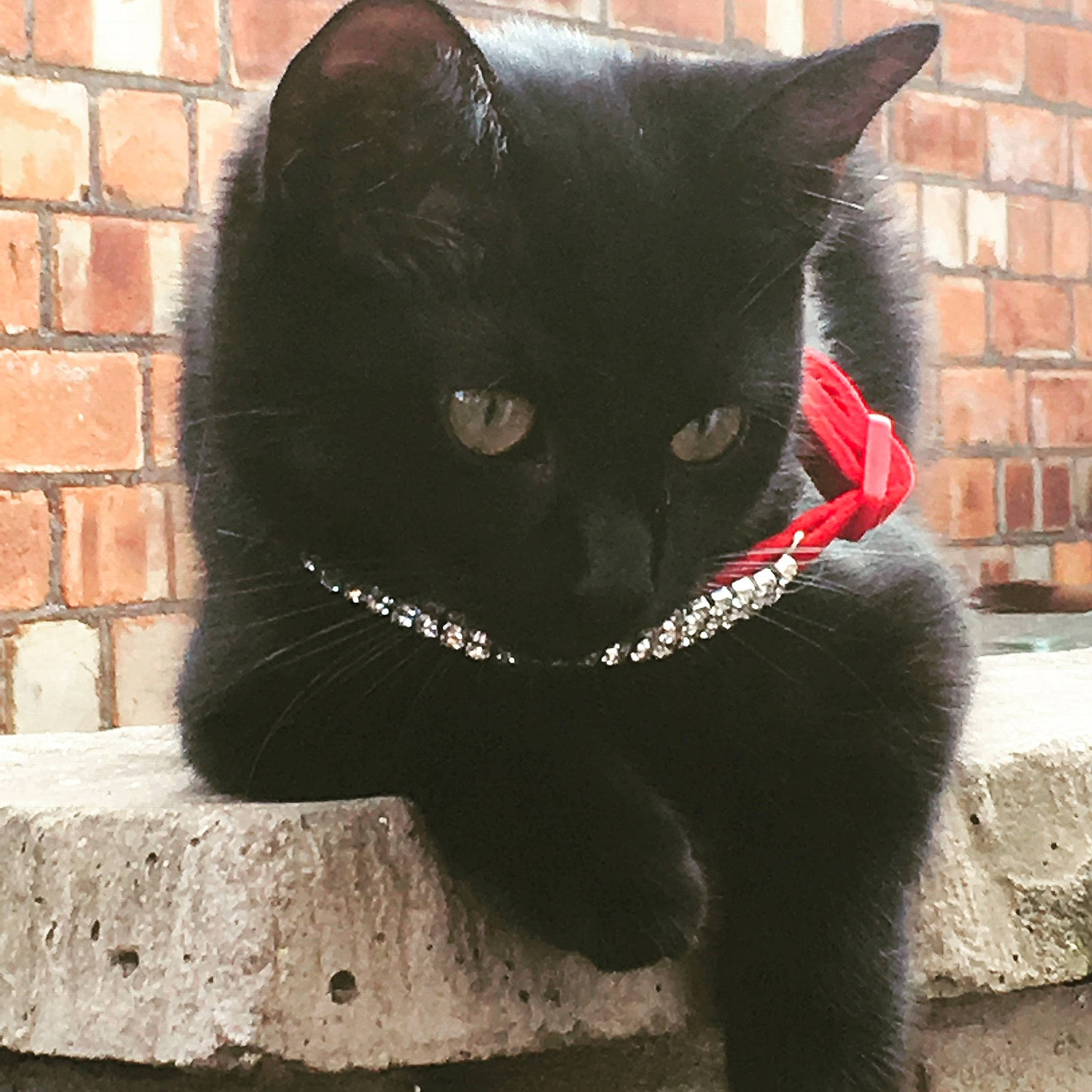 Babs joined the competition — help win amazing prizes! black_cat, bombay, brick, brickwork, carnivore, cat, domestic_short_haired_cat, eye, felidae, fur, grey, mortar, plant, small_to_medium_sized_cats, snout, tail, terrestrial_animal, tints_and_shades, whiskers, window