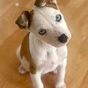 Bayla is registered to the contest to win money with this photo: black_nose, blue_eyes, closeup, curious, cute, dog, domestic_animal, ears, hardwood_floor, head_tilt, indoor, looking_up, paws, pet, portrait, puppy, sitting, soft_background, white_and_brown, young