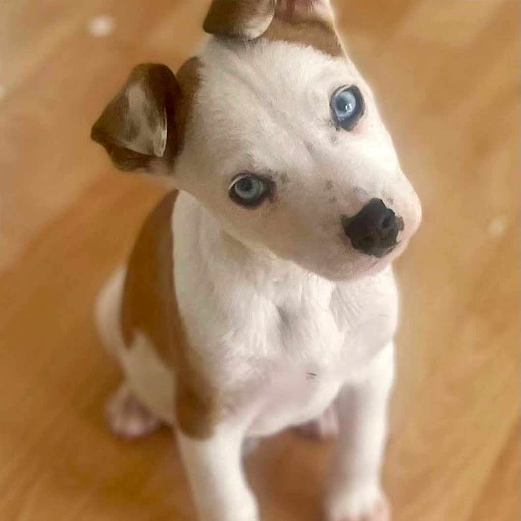 Bayla