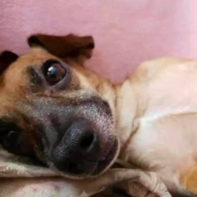 Chole joined the competition — help win amazing prizes! black_mouth_cur, canidae, carnivore, companion_dog, dog, dog_breed, fawn, lurcher, mammal, nose, puppy, puppy_love, snout, street_dog, whiskers