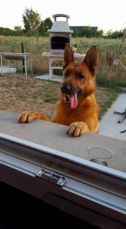 Jessy participe au concours pour gagner de l'argent avec cette photo : canidae, carnivore, collar, companion_dog, dog, dog_breed, door, east_european_shepherd, fawn, german_shepherd_dog, herding_dog, king_shepherd, old_german_shepherd_dog, plant, snout, sporting_group, window, windshield, wood, working_animal