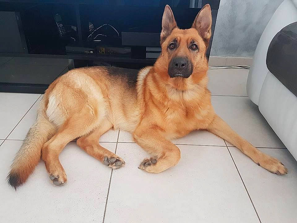 Jessy a rejoint le concours — aidez-le/la à gagner de superbes lots ! ancient_dog_breeds, canidae, carnivore, companion_dog, dog, dog_breed, fawn, flooring, foot, german_shepherd_dog, guard_dog, herding_dog, paw, snout, sporting_group, street_dog, tail, window, working_animal, working_dog