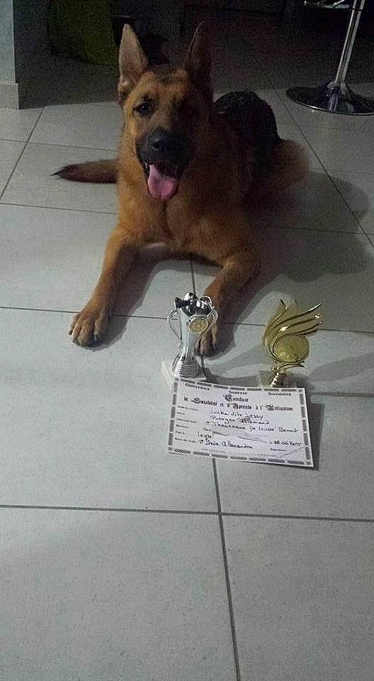 Jessy a rejoint le concours — aidez-le/la à gagner de superbes lots ! canidae, carnivore, companion_dog, dog, dog_breed, fawn, flooring, german_shepherd_dog, giant_dog_breed, guard_dog, handwriting, herding_dog, jewellery, metal, paw, sporting_group, street_dog, tail, window, working_dog