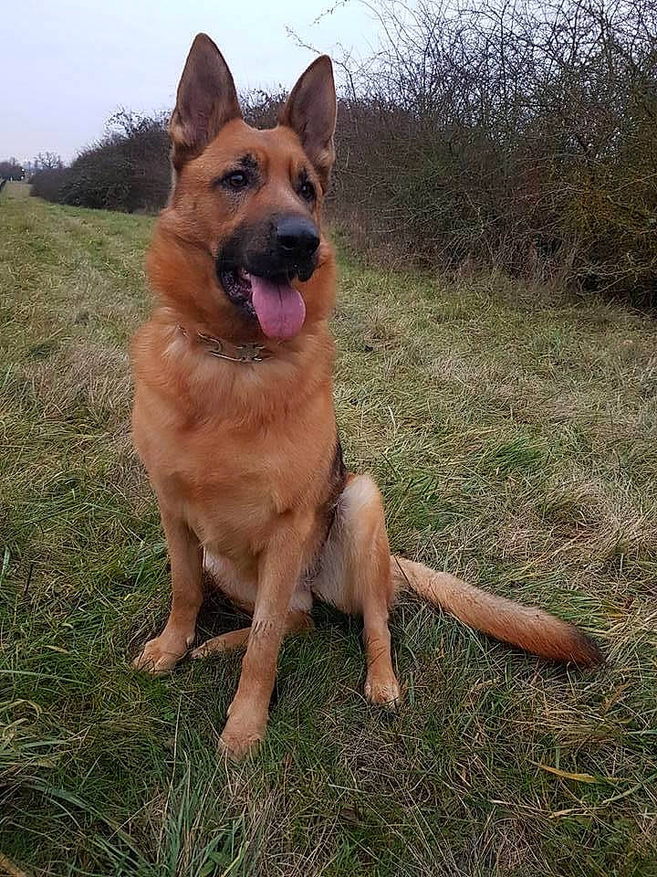 Jessy participe au concours pour gagner de l'argent avec cette photo : australian_cattle_dog, canidae, carnivore, collar, companion_dog, dog, dog_breed, east_european_shepherd, fawn, german_shepherd_dog, grass, guard_dog, herding_dog, old_german_shepherd_dog, plant, sky, sporting_group, tail, wildlife, working_dog