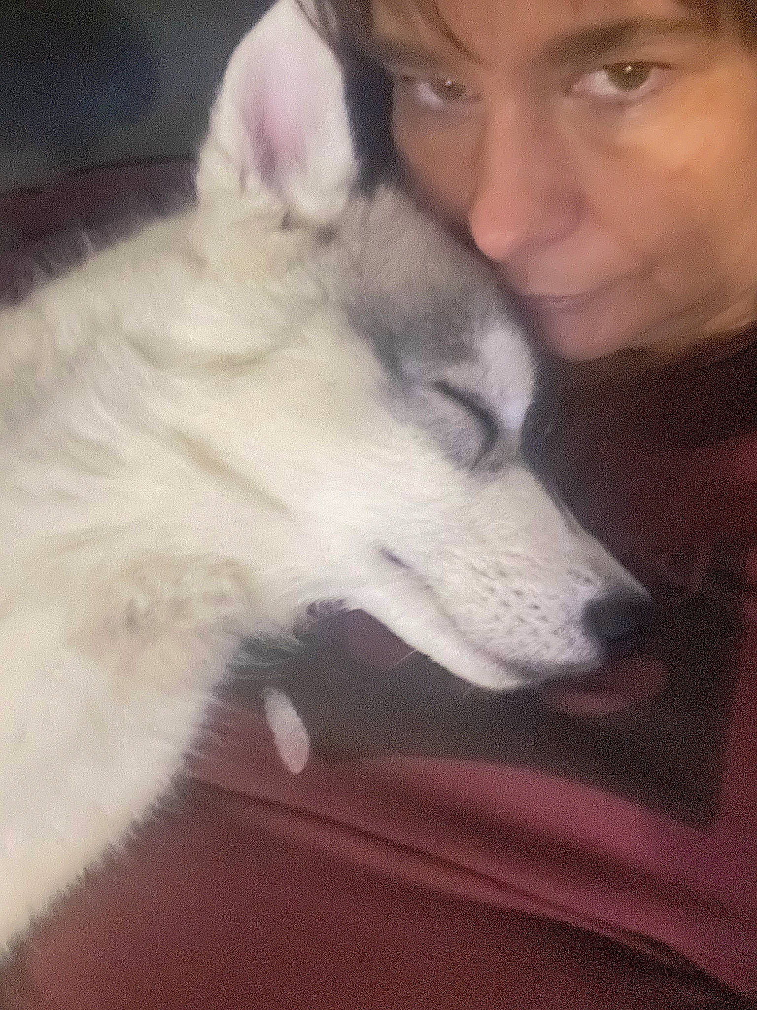 Lobo a rejoint le concours — aidez-le/la à gagner de superbes lots ! american_eskimo_dog, canidae, canis, carnivore, companion_dog, dog, dog_breed, ear, fur, happy, jaw, non_sporting_group, nose, siberian_husky, snout, spitz, sporting_group, whiskers, wolf, working_dog