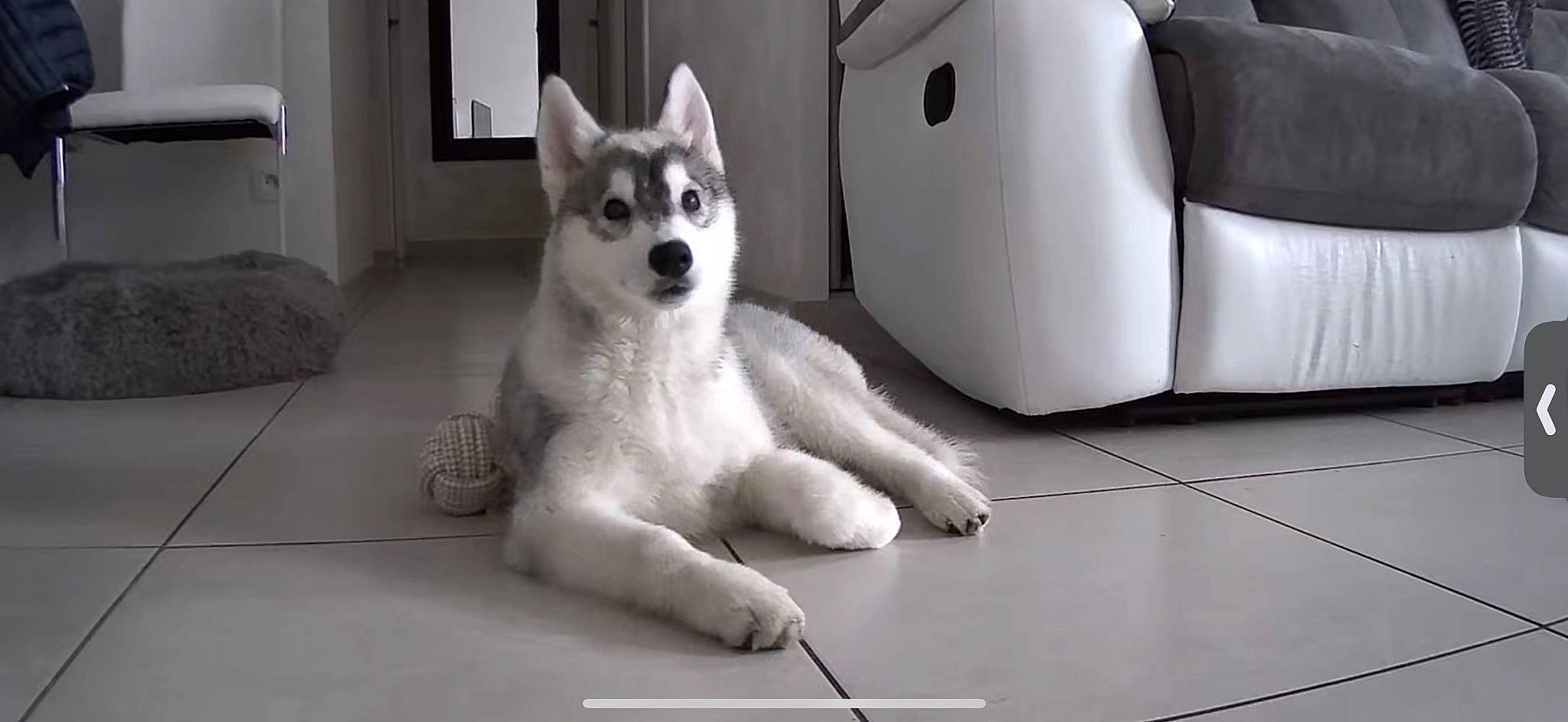 Lobo participe au concours pour gagner de l'argent avec cette photo : automotive_design, canidae, carnivore, chair, comfort, companion_dog, couch, dog, dog_breed, flooring, foot, fur, luxury_vehicle, non_sporting_group, paw, sporting_group, tail, terrestrial_animal, whiskers, working_animal