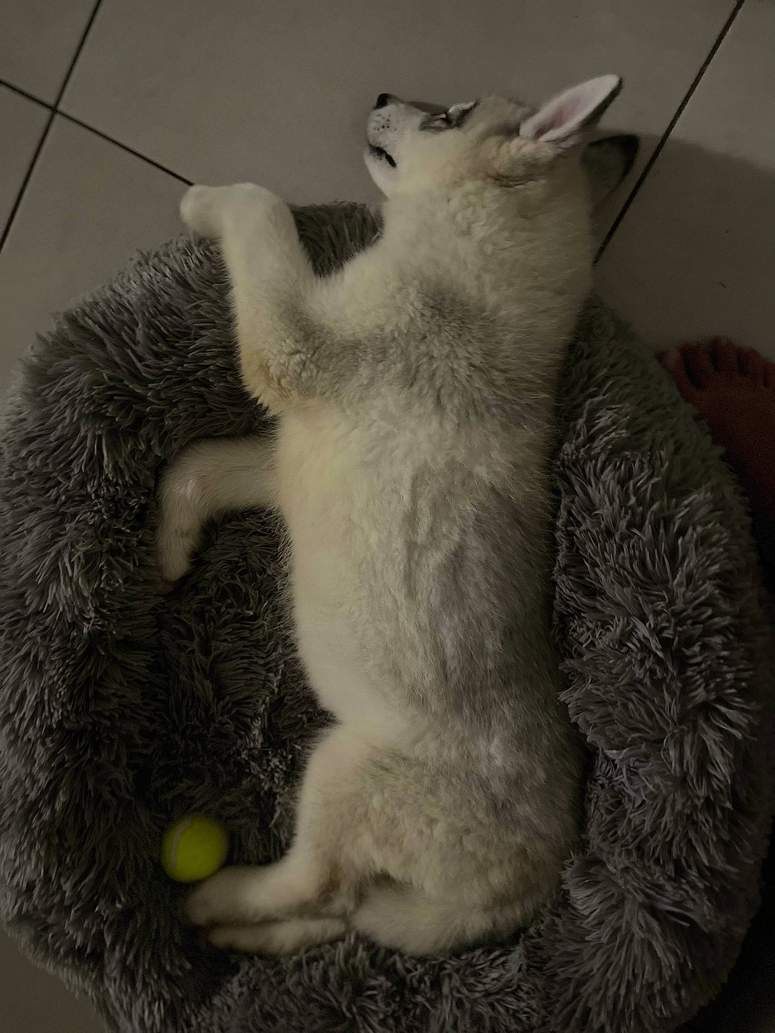 Lobo a rejoint le concours — aidez-le/la à gagner de superbes lots ! canidae, carnivore, cat, cat_bed, cat_supply, claw, comfort, domestic_short_haired_cat, fawn, felidae, fur, grey, marsupial, paw, small_to_medium_sized_cats, snout, stuffed_toy, tail, terrestrial_animal, whiskers