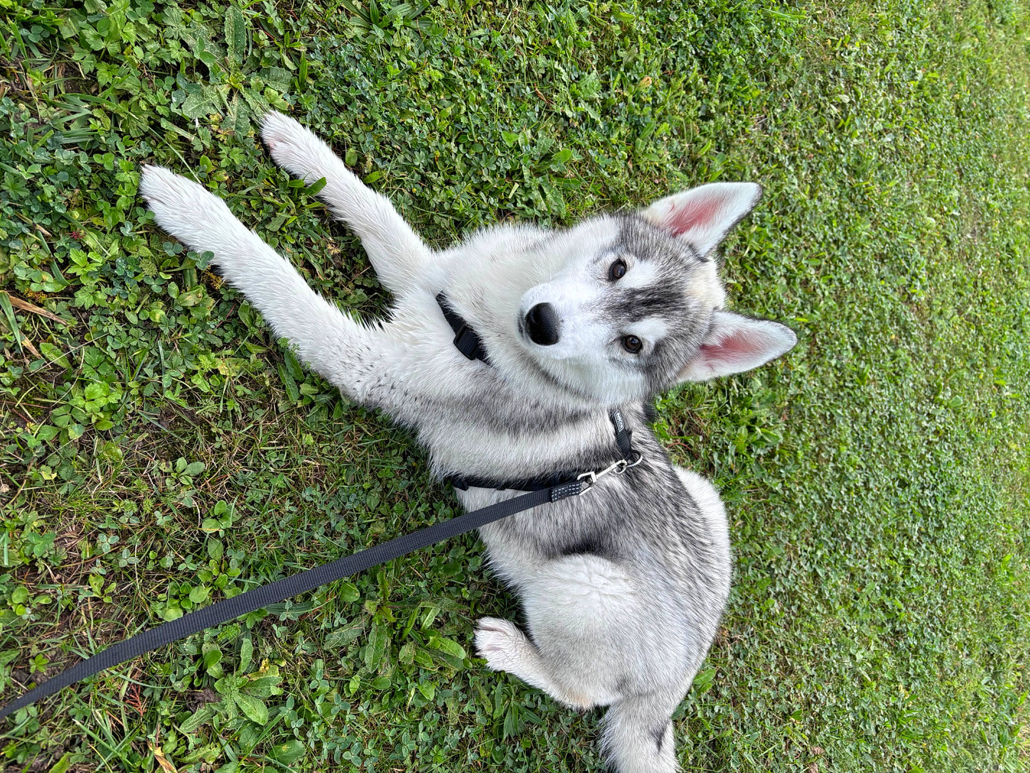 Lobo a rejoint le concours — aidez-le/la à gagner de superbes lots ! canidae, carnivore, companion_dog, dog_breed, domestic_short_haired_cat, fawn, felidae, fur, grass, groundcover, lawn, plant, small_to_medium_sized_cats, snout, sporting_group, tail, terrestrial_animal, whiskers, wolf, working_animal