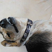 Deeogee joined the competition — help win amazing prizes! dog, lying_down, collar, smile, teeth, fur, pet, canine, resting, closeup, animal, domestic_animal, sleeping, paw, ear, black_nose, white_fur, brown_fur, grey_fur, camo_collar