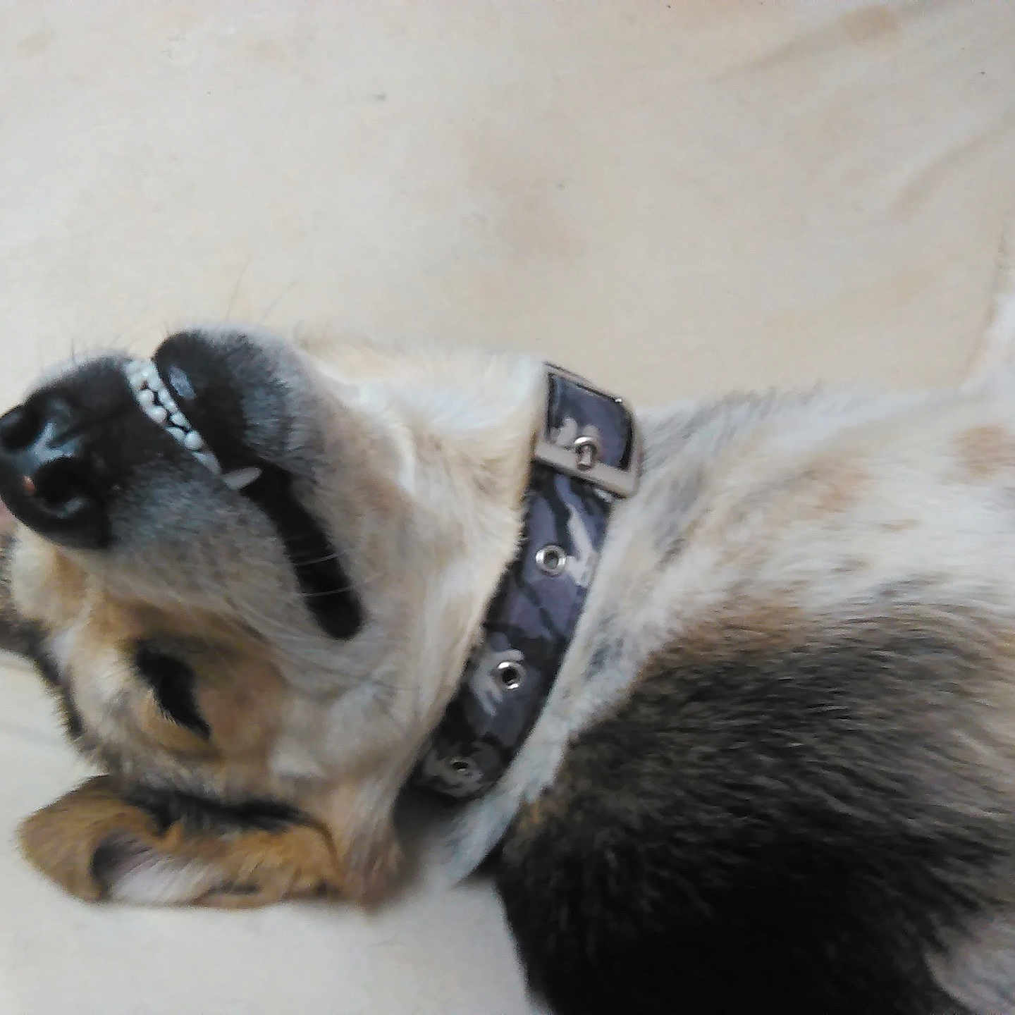 Deeogee joined the competition — help win amazing prizes! animal, black_nose, brown_fur, camo_collar, canine, closeup, collar, dog, domestic_animal, ear, fur, grey_fur, lying_down, paw, pet, resting, sleeping, smile, teeth, white_fur