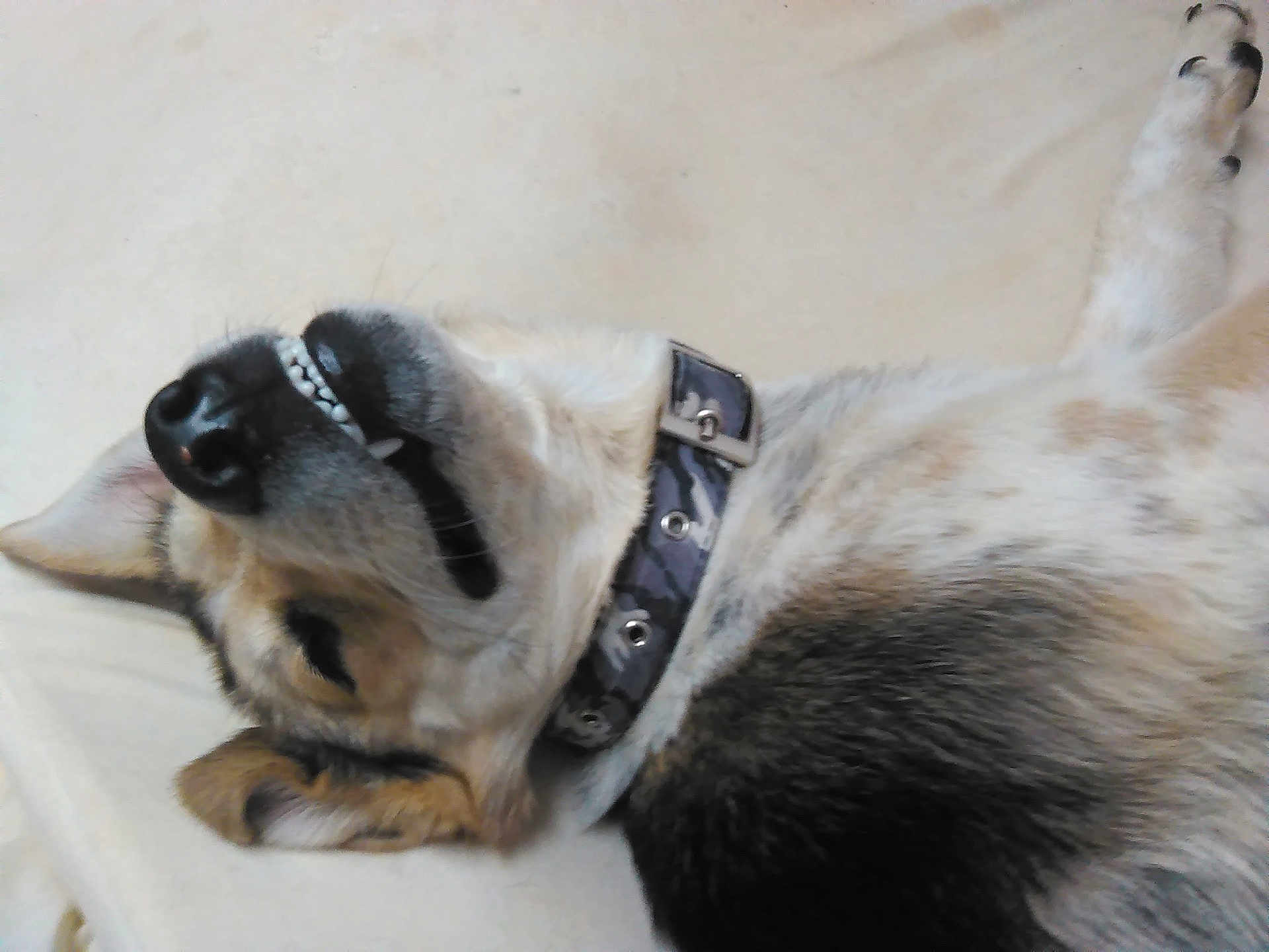 Deeogee joined the competition — help win amazing prizes! dog, lying_down, collar, smile, teeth, fur, pet, canine, resting, closeup, animal, domestic_animal, sleeping, paw, ear, black_nose, white_fur, brown_fur, grey_fur, camo_collar