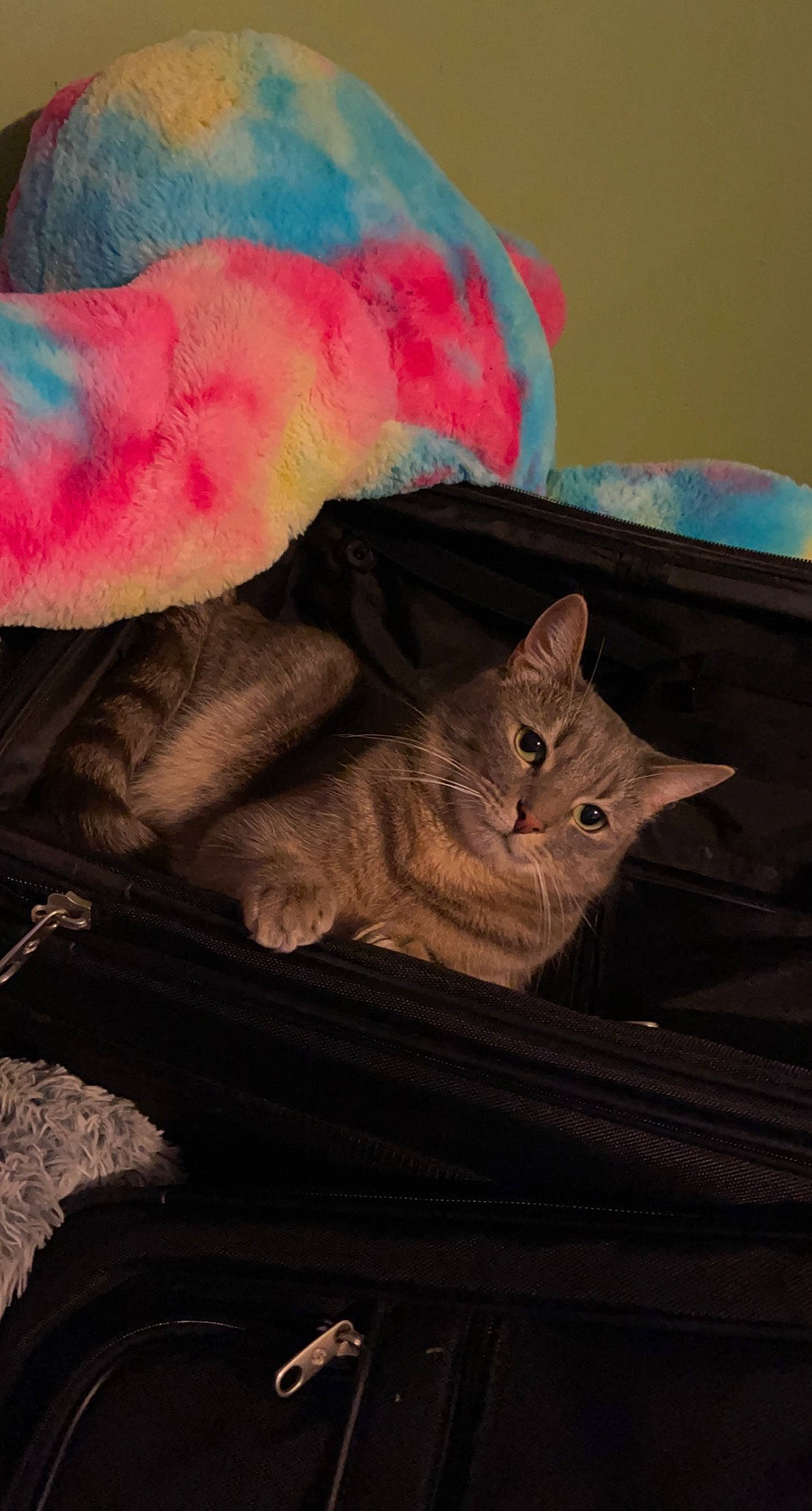 Phoenix is registered to the contest to win money with this photo: art, carnivore, cat, domestic_short_haired_cat, fawn, felidae, fur, grey, linens, magenta, mammal, paint, small_to_medium_sized_cats, snout, tail, tints_and_shades, visual_arts, whiskers, window, wood