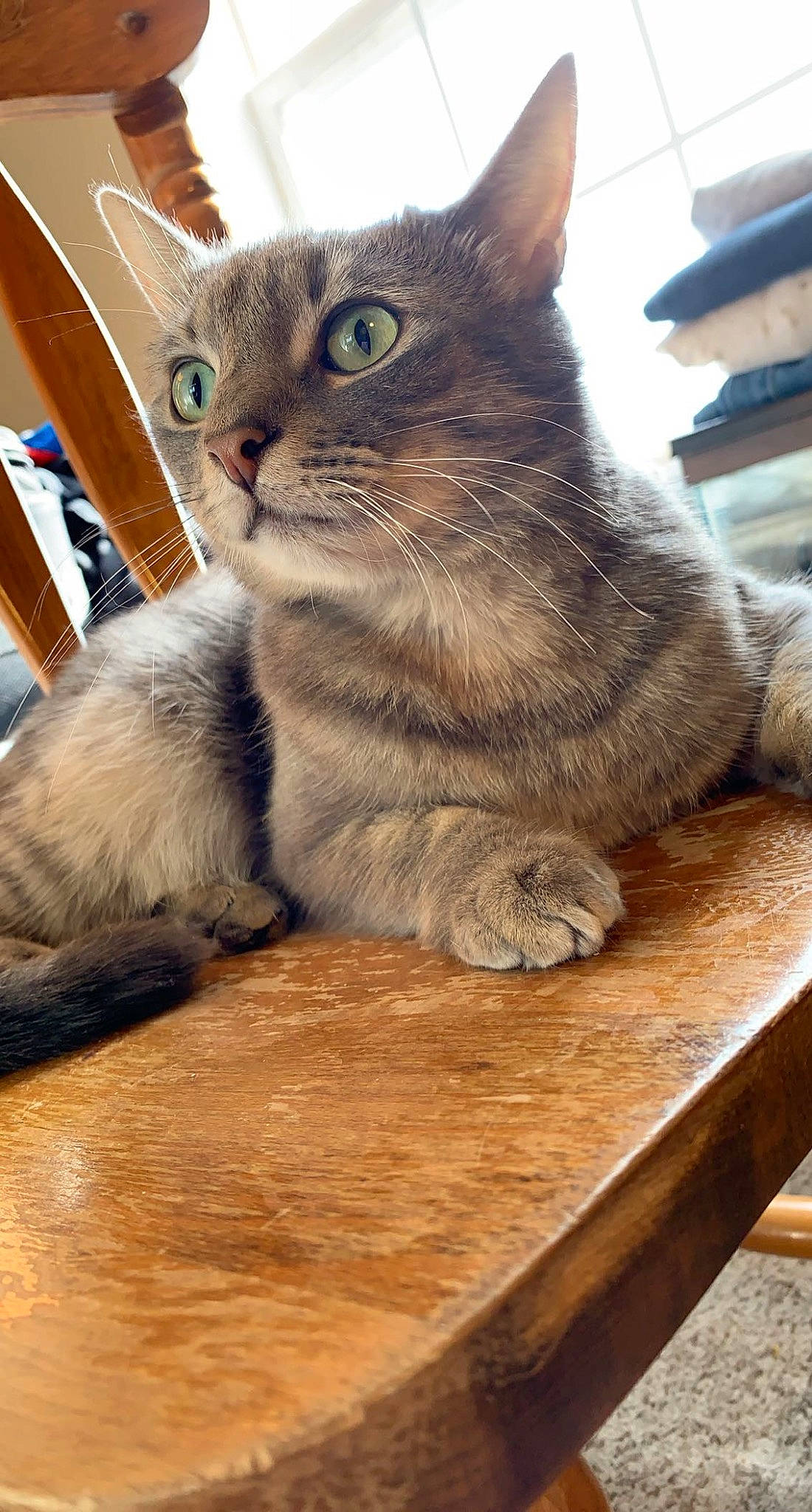 Phoenix is registered to the contest to win money with this photo: carnivore, cat, cat_supply, claw, comfort, domestic_short_haired_cat, felidae, flooring, fur, hardwood, paw, pet_supply, sitting, small_to_medium_sized_cats, snout, table, tail, whiskers, wood, wood_stain