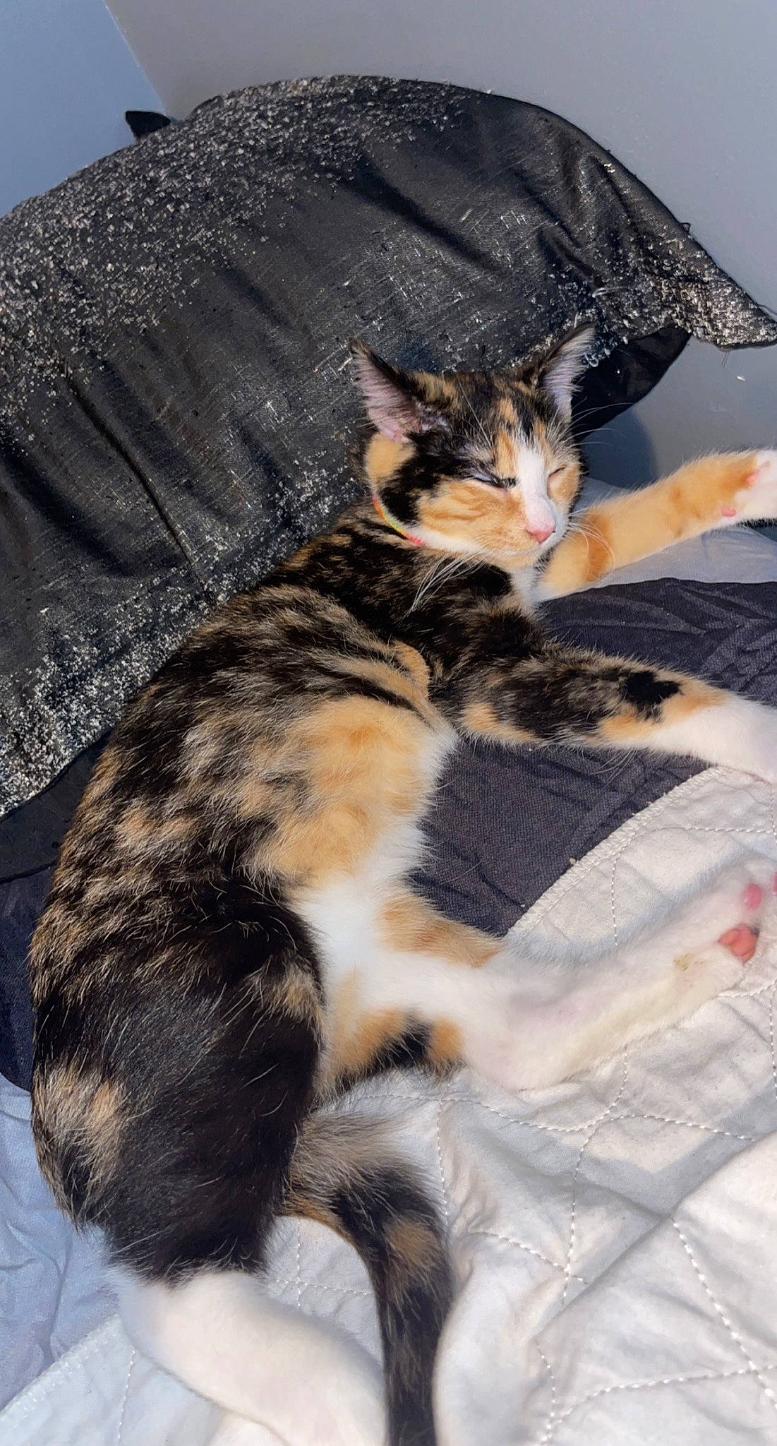 Piper is registered to the contest to win money with this photo: carnivore, cat, claw, comfort, couch, domestic_short_haired_cat, fawn, felidae, fur, linens, nap, paw, plant, sleep, small_to_medium_sized_cats, tail, terrestrial_animal, textile, whiskers