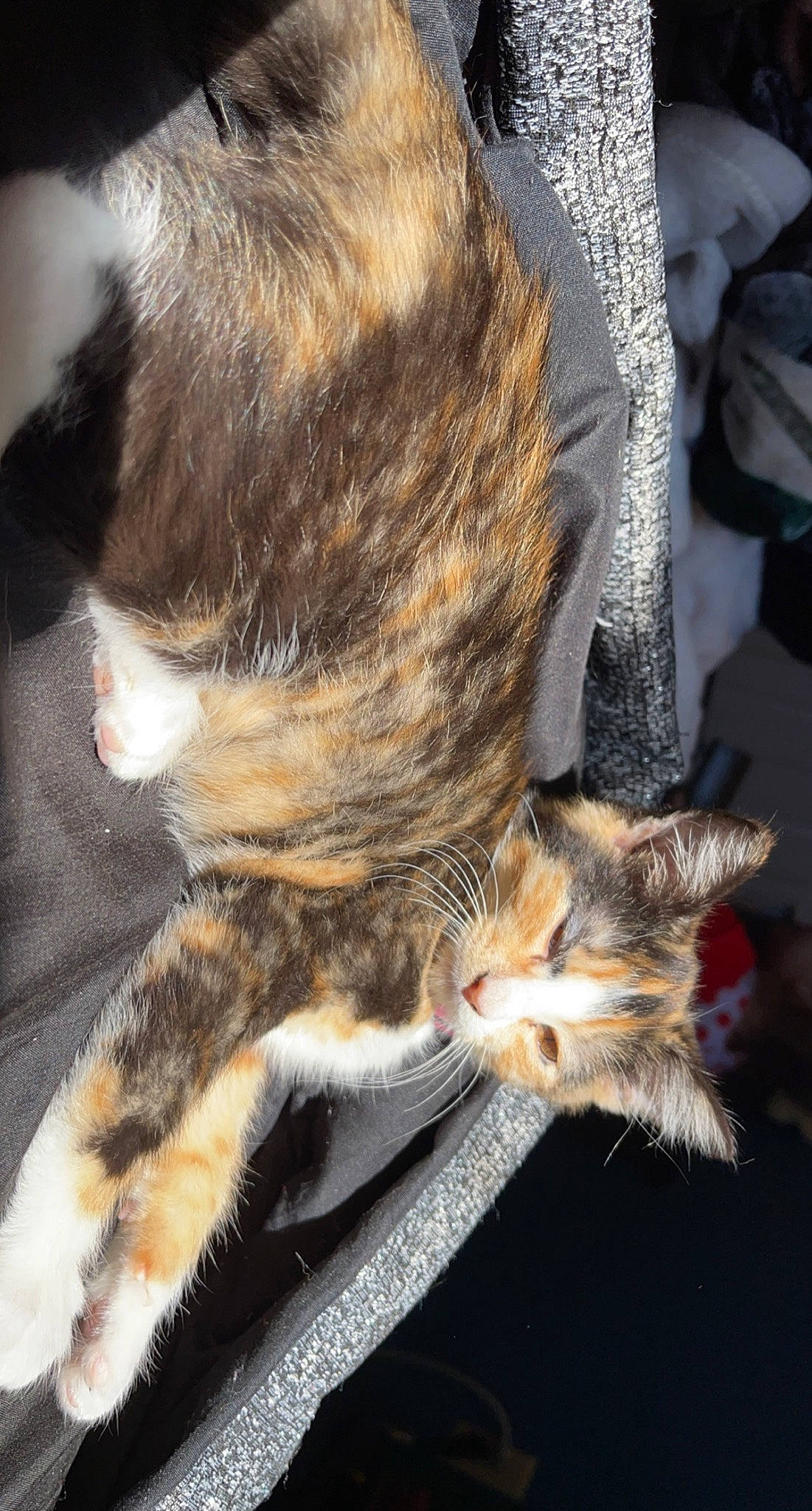 Piper joined the competition — help win amazing prizes! carnivore, cat, claw, domestic_short_haired_cat, felidae, fur, gesture, nap, paw, small_to_medium_sized_cats, snout, tail, terrestrial_animal, vertebrate, whiskers