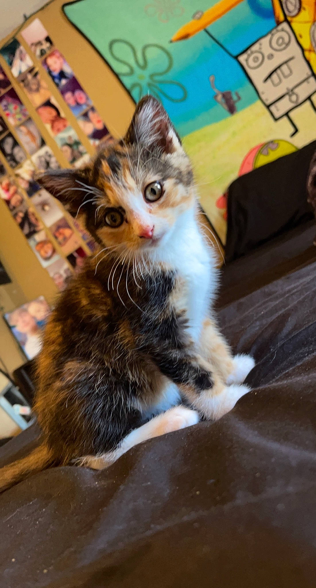 Piper joined the competition — help win amazing prizes! box, carnivore, cat, claw, computer_keyboard, domestic_short_haired_cat, fawn, felidae, flooring, fur, hardwood, paw, photo_caption, sitting, small_to_medium_sized_cats, snout, tail, tree, whiskers, wood