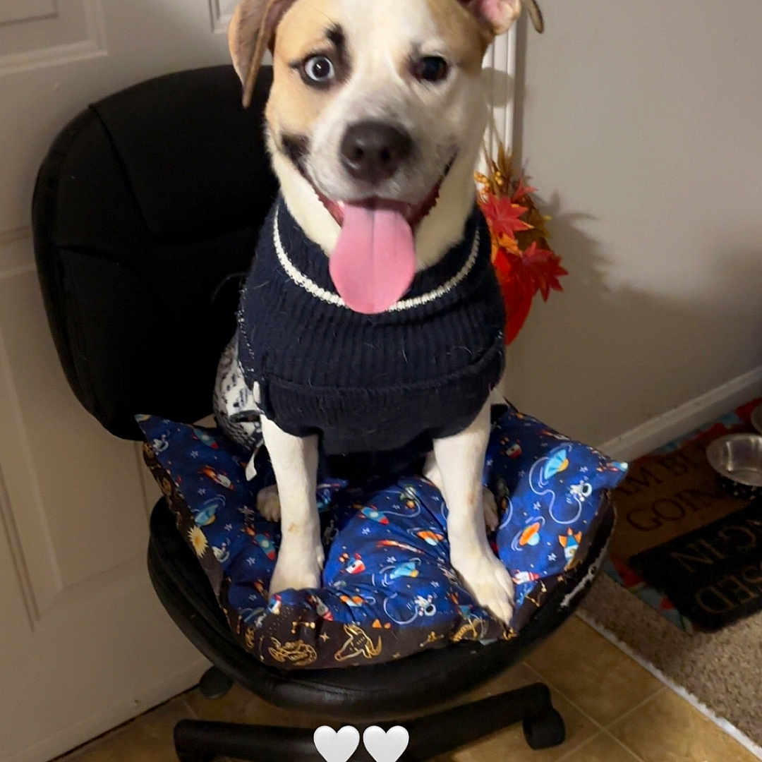 Chase Rufus joined the competition — help win amazing prizes! animal, black_chair, canine, chair, cushion, cute, decor, dog, door, floor_tile, happy, home, indoor, light_switch, pet, playful, seated, smiling, sweater, tongue_out