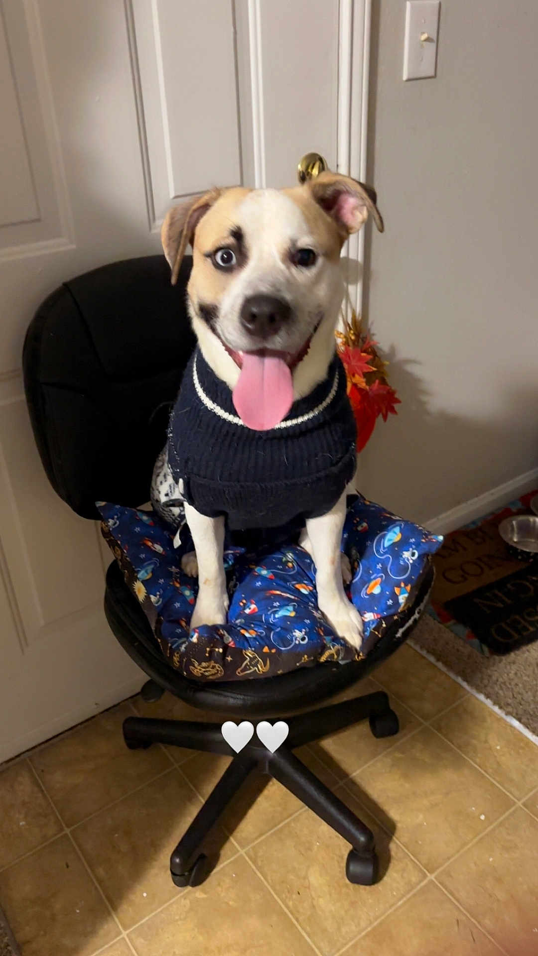 Chase Rufus joined the competition — help win amazing prizes! dog, pet, sweater, tongue_out, chair, cushion, indoor, floor_tile, door, light_switch, happy, animal, smiling, black_chair, home, decor, cute, seated, playful, canine