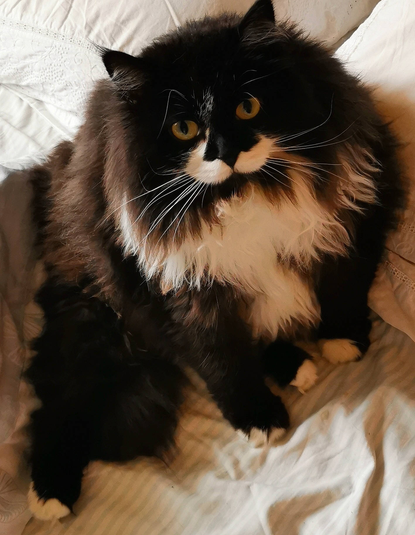 Angie a rejoint le concours — aidez-le/la à gagner de superbes lots ! british_longhair, carnivore, cat, claw, comfort, felidae, fur, monochrome_photography, paw, sitting, small_to_medium_sized_cats, snout, tail, terrestrial_animal, whiskers
