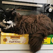 Angie a rejoint le concours — aidez-le/la à gagner de superbes lots ! animal, appliance, black_and_white, brown_fur, cat, earl_grey, ears, face, fluffy_cat, green_eyes, indoor, kitchen, lemon_drink, long_hair, lying_down, pet, relaxed, tail, tea_boxes, whiskers