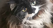 Angie a rejoint le concours — aidez-le/la à gagner de superbes lots ! carnivore, cat, felidae, fur, small_to_medium_sized_cats, snout, terrestrial_animal, whiskers