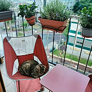 Gaia a rejoint le concours — aidez-le/la à gagner de superbes lots ! balcony, cat, chair, city, flower_boxes, furniture, garden, herbs, lavender, outdoor, patio, potted_plants, railing, relaxed, rosemary, sleeping, tabby_cat, table, terrace, urban_view