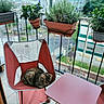 balcony, cat, chair, city, flower_boxes, furniture, garden, herbs, lavender, outdoor, patio, potted_plants, railing, relaxed, rosemary, sleeping, tabby_cat, table, terrace, urban_view