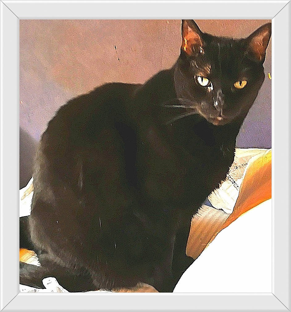 Nicky participe au concours pour gagner de l'argent avec cette photo : black_cat, bombay, carnivore, cat, domestic_short_haired_cat, felidae, fur, havana_brown, pet_supply, rectangle, small_to_medium_sized_cats, snout, square, tail, terrestrial_animal, whiskers, window