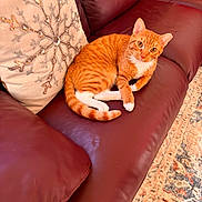 Tails is registered to the contest to win money with this photo: cat, orange_tabby, pet, leather_couch, decorative_pillow, snowflake_design, indoor, curious, alert, fur, whiskers, ears, tail, relaxed, carpet, patterned_rug, home_interior, furniture, animal, domestic_cat
