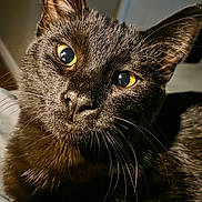 Elvira is registered to the contest to win money with this photo: cat, black_cat, close_up, yellow_eyes, whiskers, fur, pet, animal, indoor, portrait, cute, face, feline, looking, mammal, domestic_animal, whisker, closeup, eye, nose