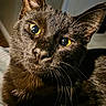 cat, black_cat, close_up, yellow_eyes, whiskers, fur, pet, animal, indoor, portrait, cute, face, feline, looking, mammal, domestic_animal, whisker, closeup, eye, nose