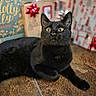 black_cat, cat, animal, pet, floor, christmas, gift_box, red_bow, decorations, curious, indoor, feline, wide_eyes, holiday, present, festive, cute, alert, whiskers, ears