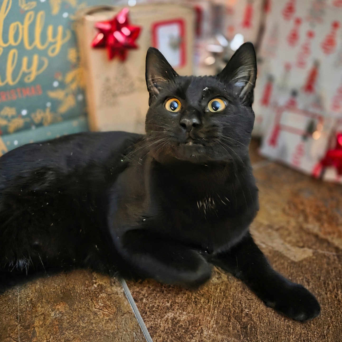 Elvira joined the competition — help win amazing prizes! black_cat, cat, animal, pet, floor, christmas, gift_box, red_bow, decorations, curious, indoor, feline, wide_eyes, holiday, present, festive, cute, alert, whiskers, ears