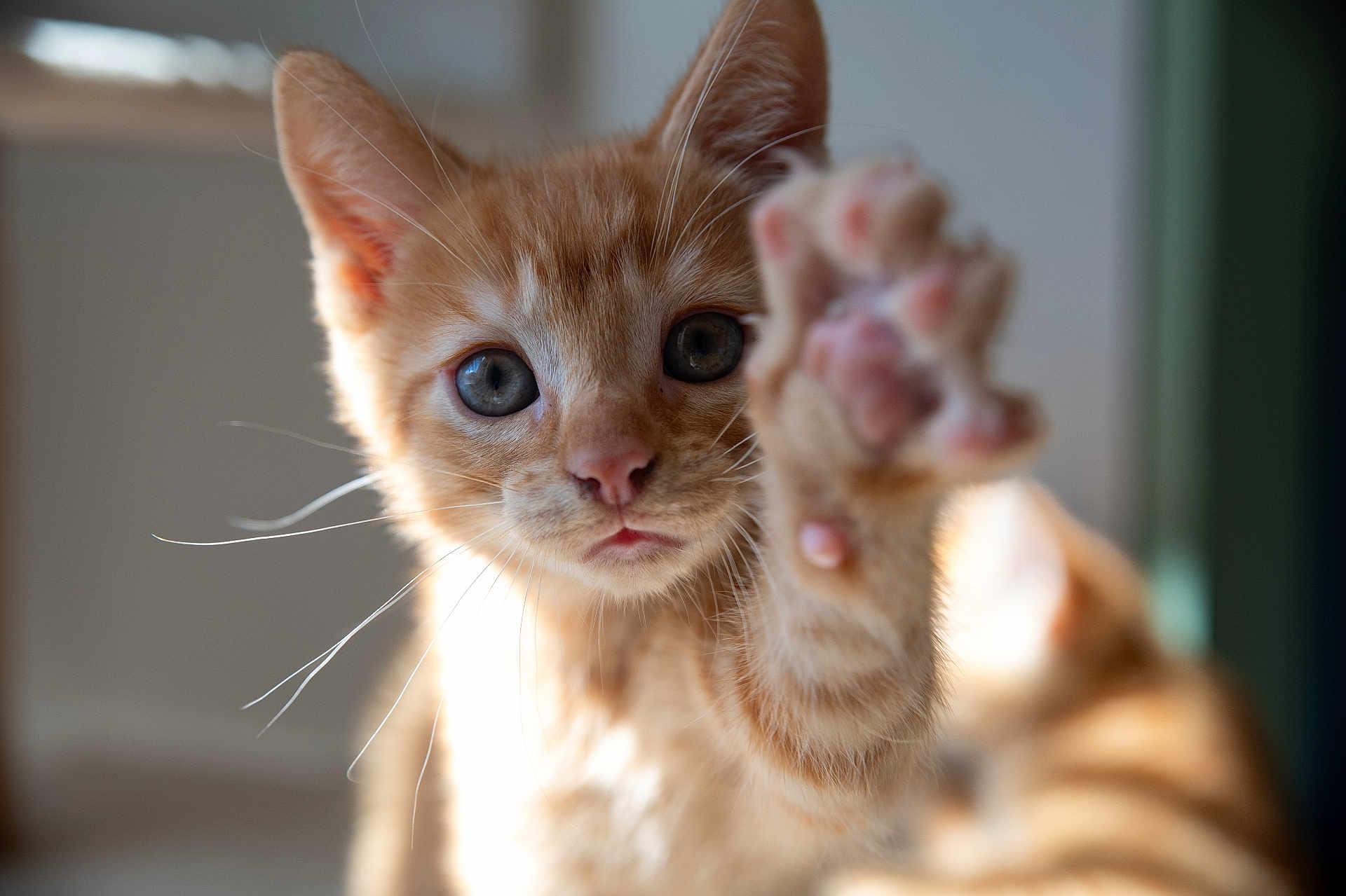 Rox a rejoint le concours — aidez-le/la à gagner de superbes lots ! kitten, cat, orange_tabby, paw, close_up, blue_eyes, curious, indoor, pet, animal, whiskers, feline, cute, young, soft_light, blurred_background, playful, domestic_cat, fur, small