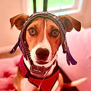 Bingo is registered to the contest to win money with this photo: dog, pet, indoor, headband, red_harness, brown_and_white, close_up, cute, looking_at_camera, soft_lighting, cushion, window, ears, animal, domestic_animal, face, fur, whiskers, nose, tail