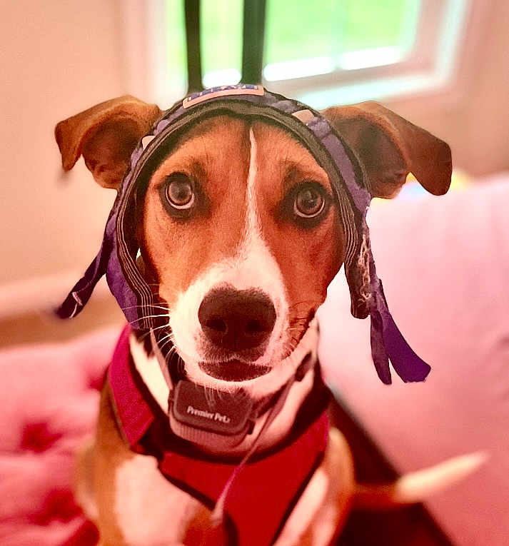 Bingo is registered to the contest to win money with this photo: dog, pet, indoor, headband, red_harness, brown_and_white, close_up, cute, looking_at_camera, soft_lighting, cushion, window, ears, animal, domestic_animal, face, fur, whiskers, nose, tail