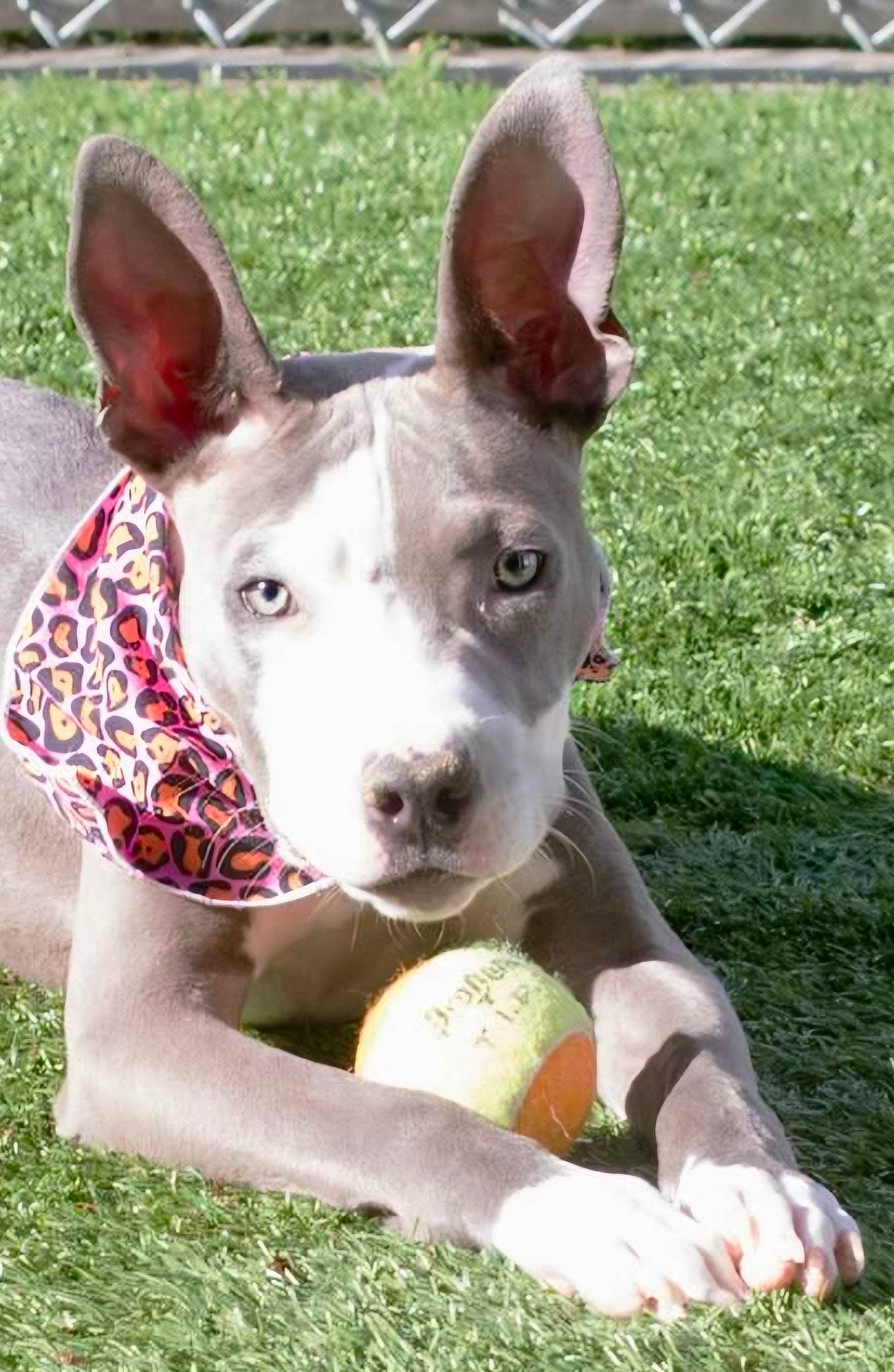 Ravyn joined the competition — help win amazing prizes! ancient_dog_breeds, ball, canidae, carnivore, collar, companion_dog, dog, dog_breed, dog_supply, fawn, grass, non_sporting_group, old_english_terrier, pattern, snout, sporting_group, sports_equipment, sports_toy, terrestrial_animal, working_animal