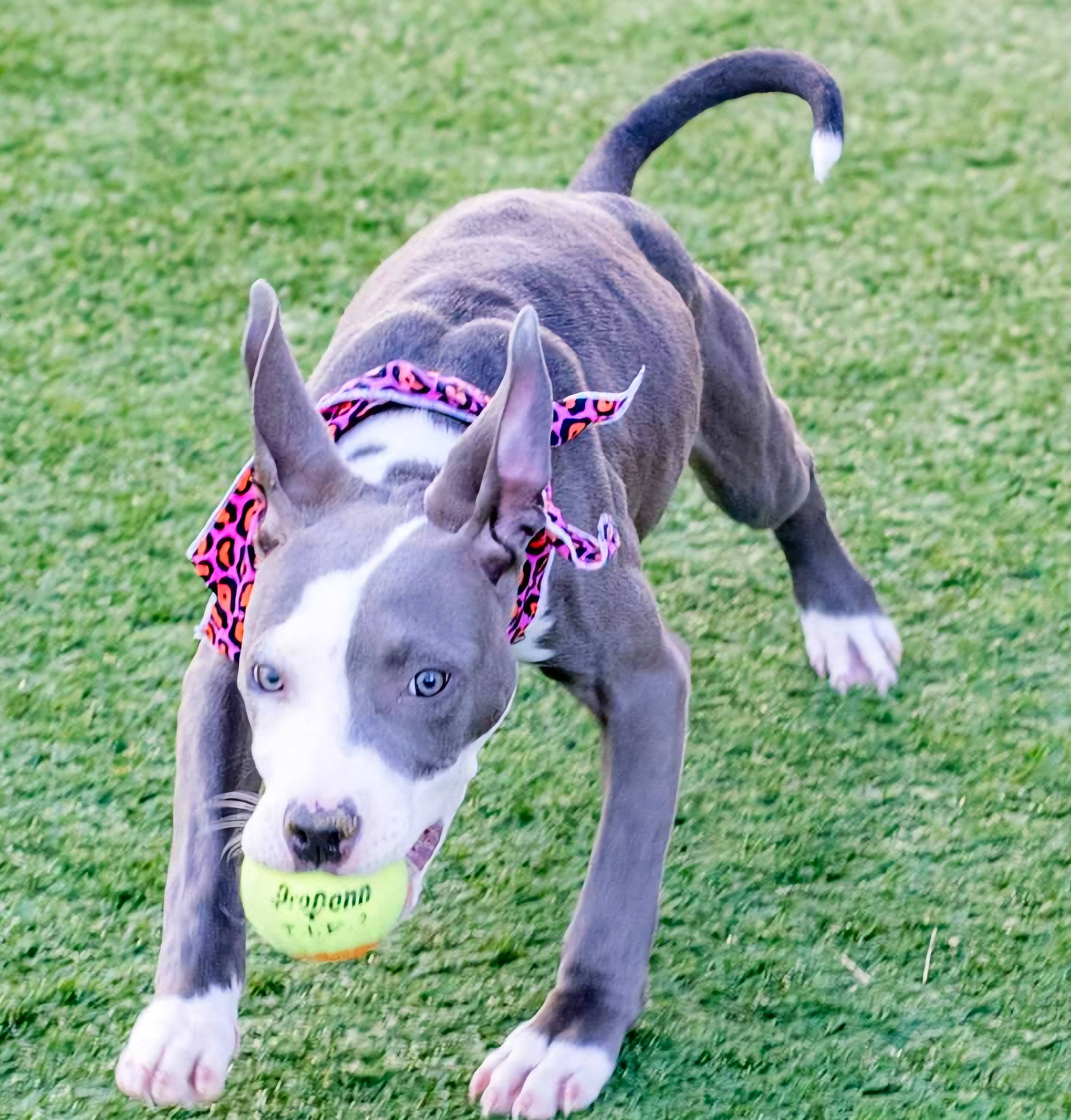 Ravyn joined the competition — help win amazing prizes! canidae, carnivore, collar, companion_dog, dog, dog_breed, dog_collar, dog_supply, dog_toy, fawn, grass, non_sporting_group, pet_supply, plant, sporting_group, sports_toy, tail, terrestrial_animal, working_animal, working_dog