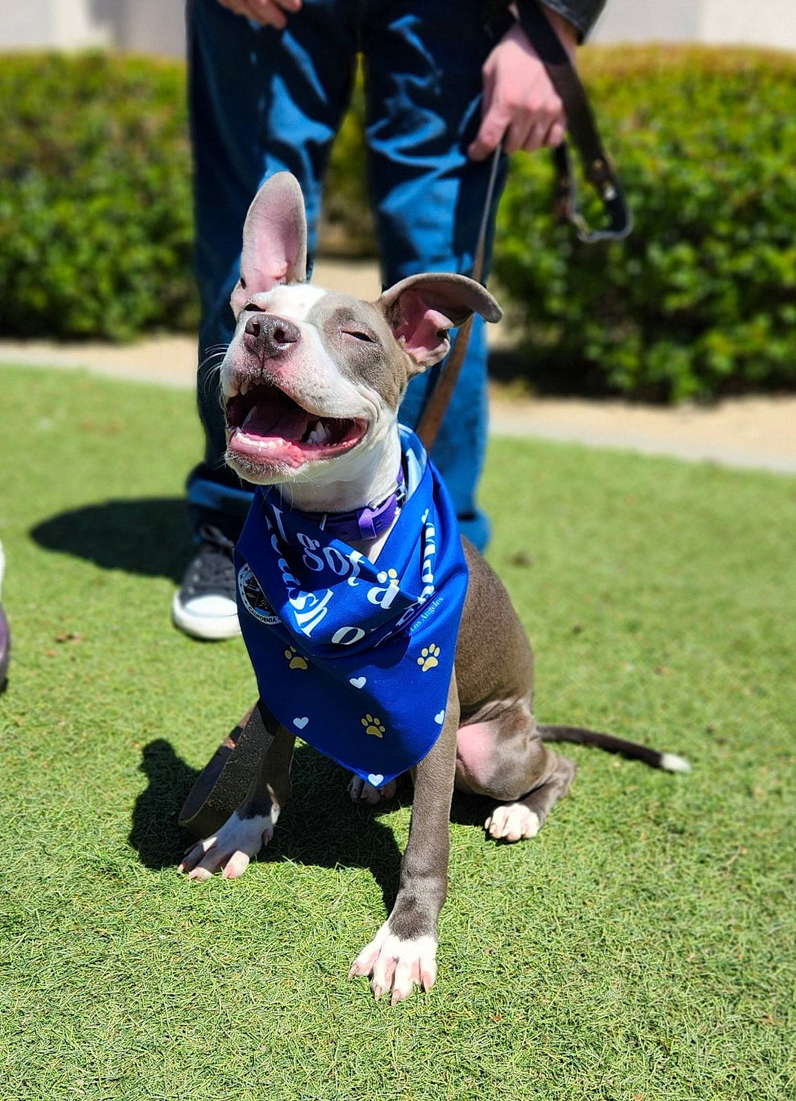 Ravyn joined the competition — help win amazing prizes! canidae, carnivore, collar, companion_dog, dog, dog_breed, dog_clothes, dog_collar, dog_supply, electric_blue, fashion_accessory, fawn, grass, leash, plant, snout, sporting_group, tail, toy_dog, whiskers