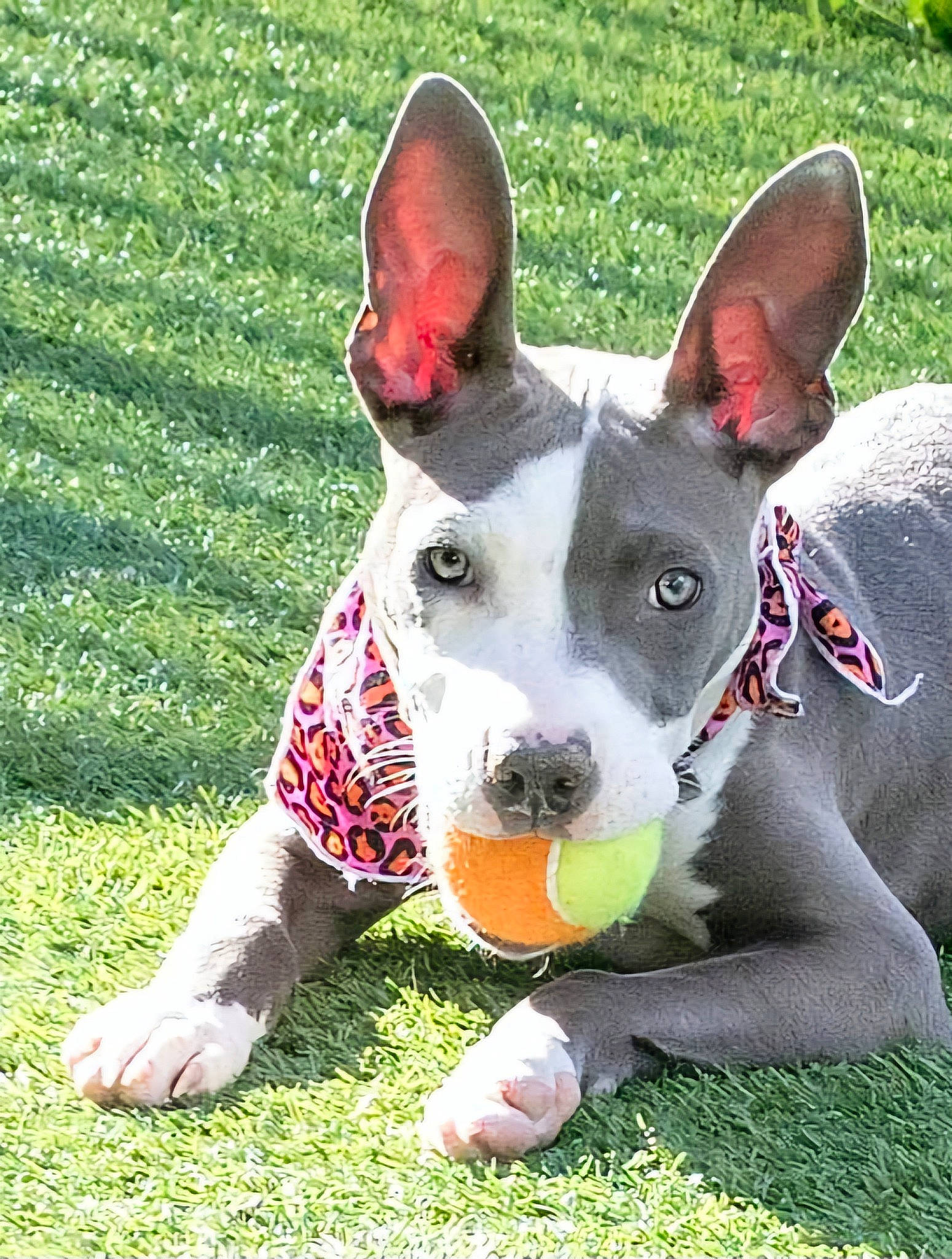 Ravyn is registered to the contest to win money with this photo: bull_terrier_miniature, canidae, carmine, carnivore, collar, companion_dog, dog, dog_breed, dog_supply, dog_toy, grass, non_sporting_group, snout, sporting_group, sports_toy, terrestrial_animal, working_animal, working_dog