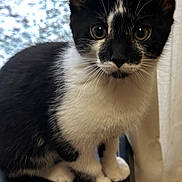 Charlie joined the competition — help win amazing prizes! animal, black_and_white, cat, closeup, curious, curtain, cute, domestic, ears, feline, fur, indoor, kitten, looking, paws, pet, sitting, whiskers, window, young
