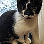 animal, black_and_white, cat, closeup, curious, curtain, cute, domestic, ears, feline, fur, indoor, kitten, looking, paws, pet, sitting, whiskers, window, young