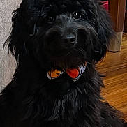 Blackie joined the competition — help win amazing prizes! dog, black_dog, fluffy, indoor, wooden_floor, bow_tie, pet, cute, sitting, furniture, cozy, animal, companion, portrait, domestic, adorable, fur, face, eyes, house