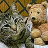 cat, tabby_cat, teddy_bear, stuffed_animal, pet, animal, feline, whiskers, ears, eyes, nose, fur, plush_toy, cuddling, bed, blanket, indoor, portrait, wooden_background, cozy