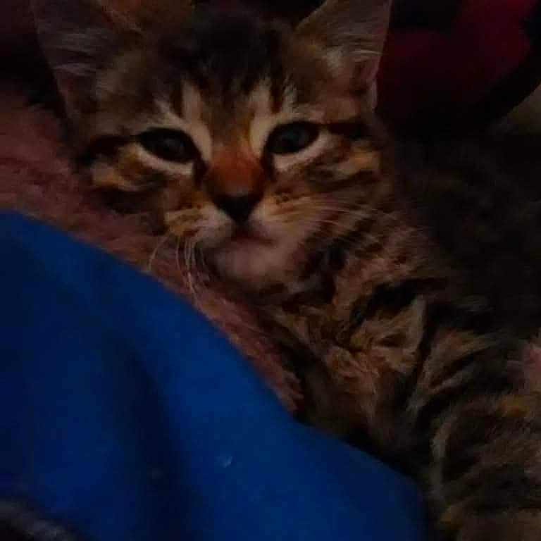 Delilah